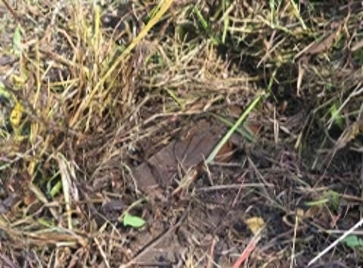 S. Korean military finds 1 N. Korean mine near site of DMZ blast