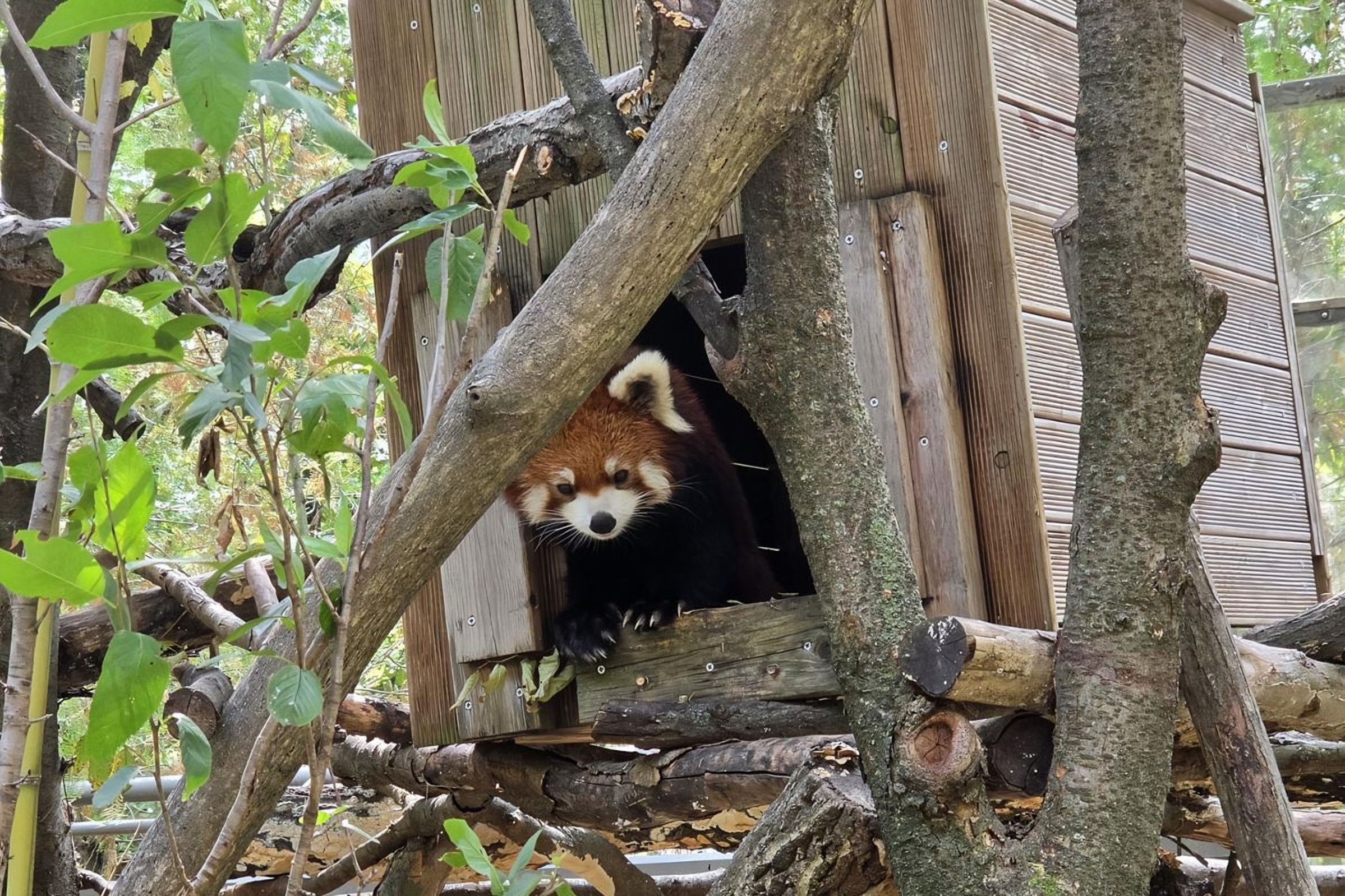 Seoul Grand Park to unveil twin baby red pandas
