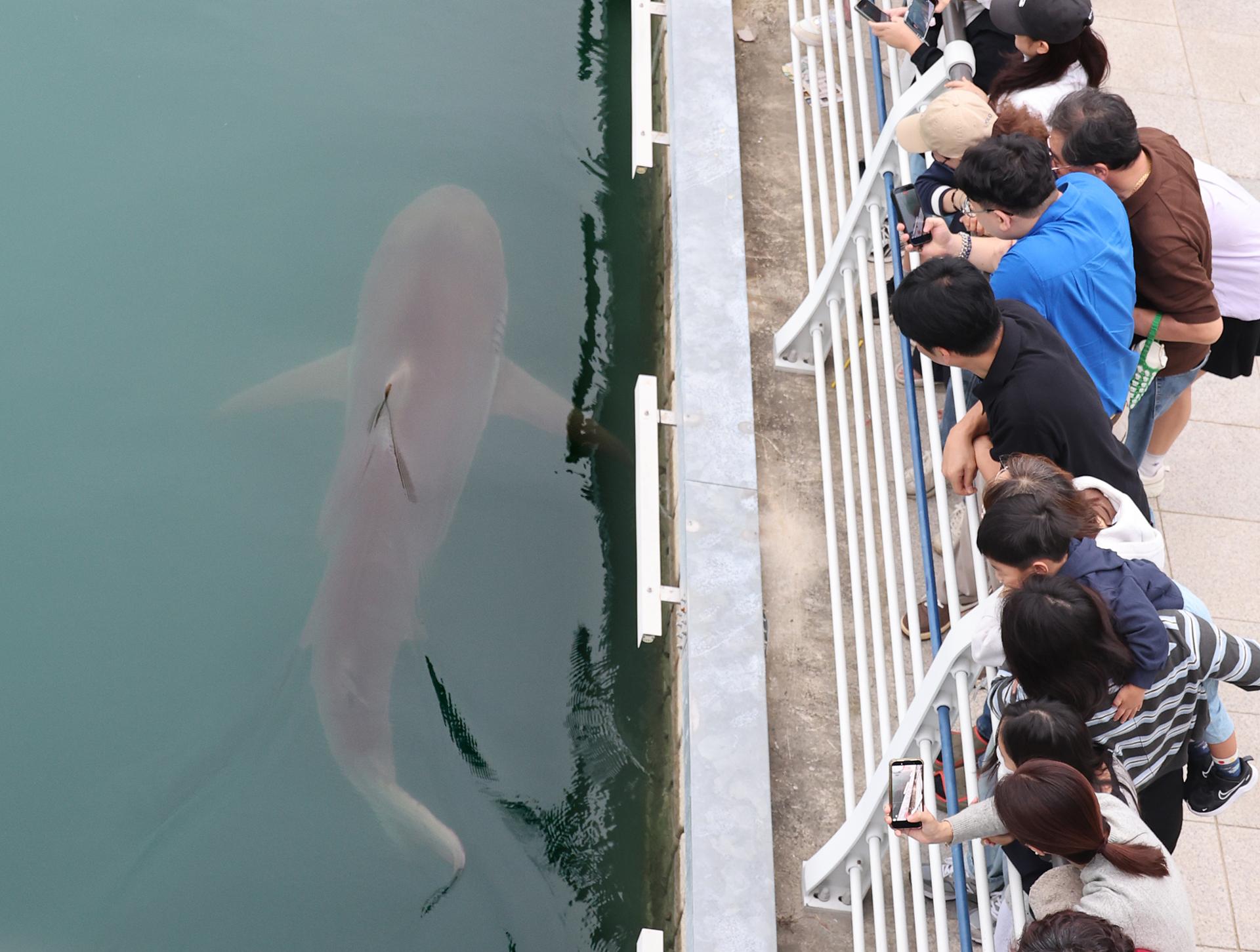 Busan to launch rescue operation for canal-trapped shark 'Bukang-i'