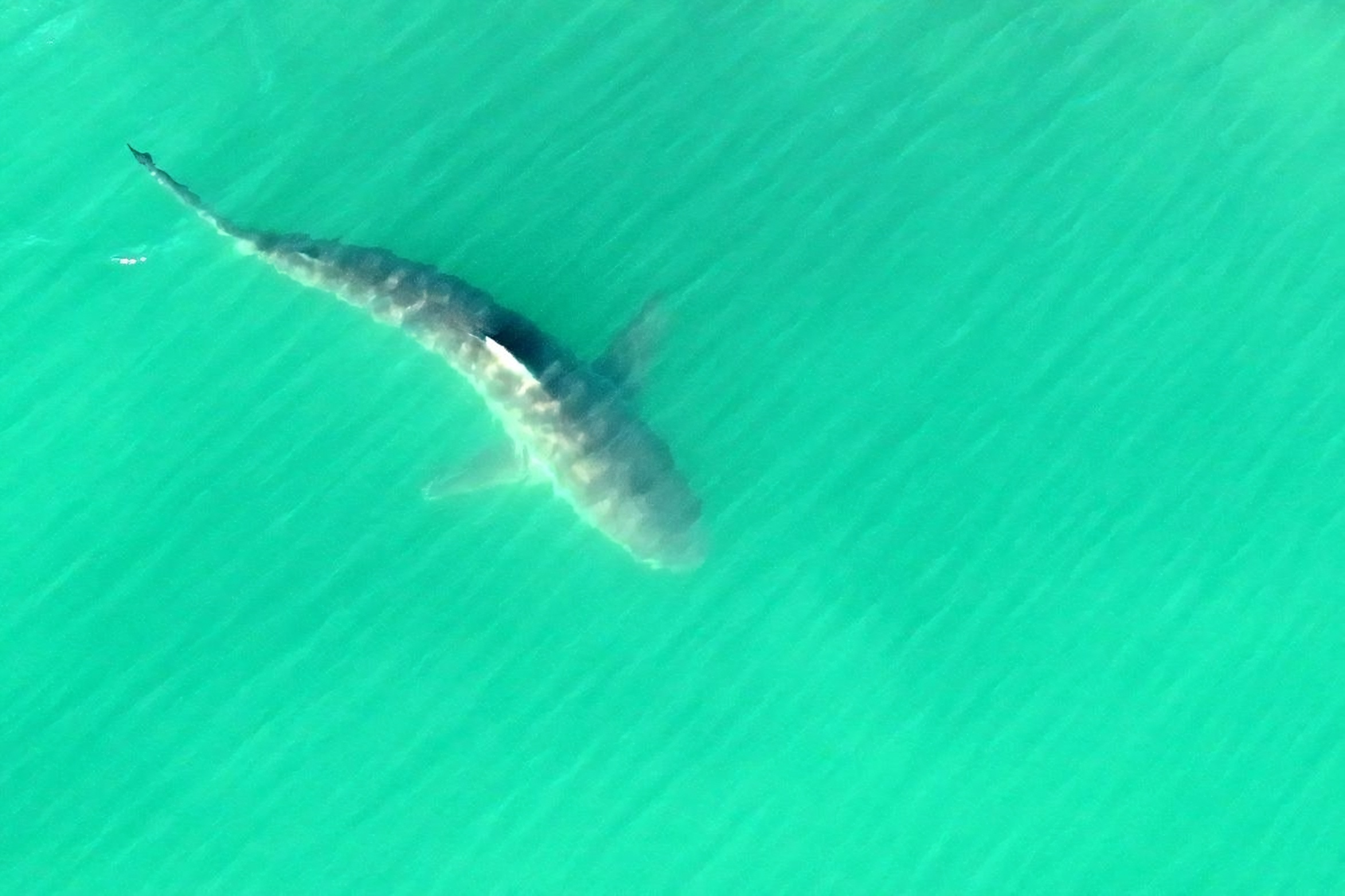 Busan to devise measures to keep sharks at bay amid 'Bukangi' visit